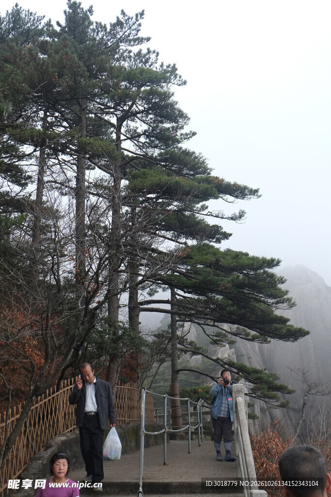 山间步道旁的迎客松