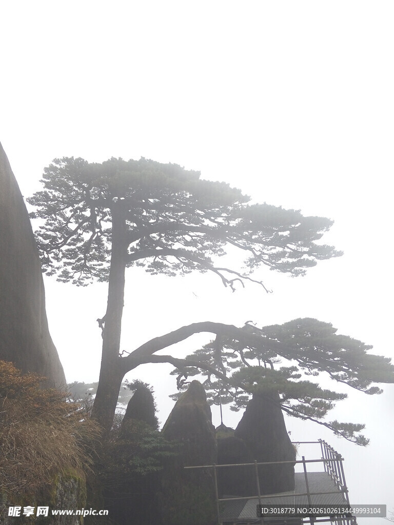 雾中黄山奇松