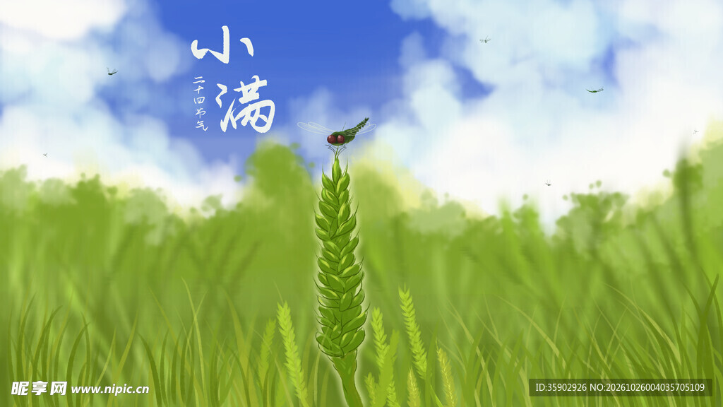 小满节气麦田插画