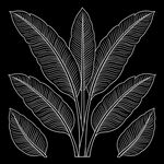 黑白线描芭蕉叶植株