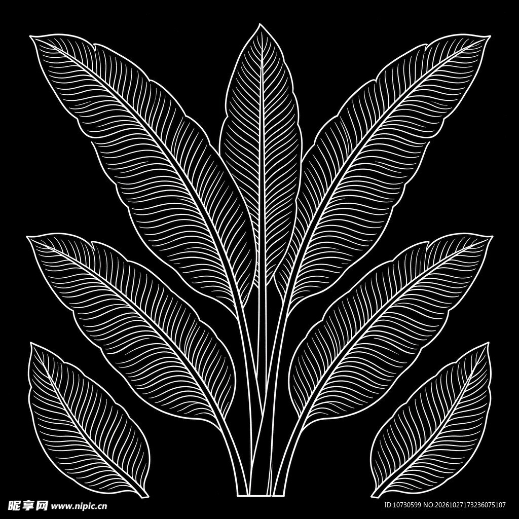 黑白线描芭蕉叶植株