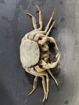 大闸蟹死蟹的真实图展示