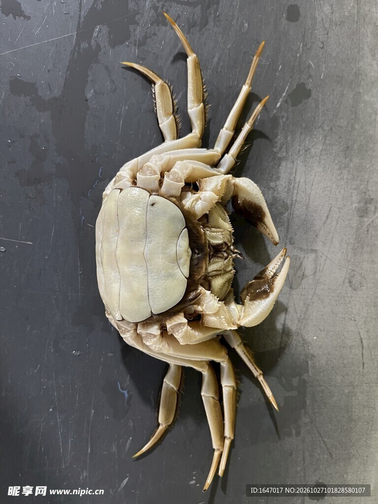 大闸蟹死蟹的真实图展示