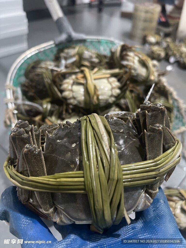 阳澄湖新鲜大闸蟹母蟹带香草