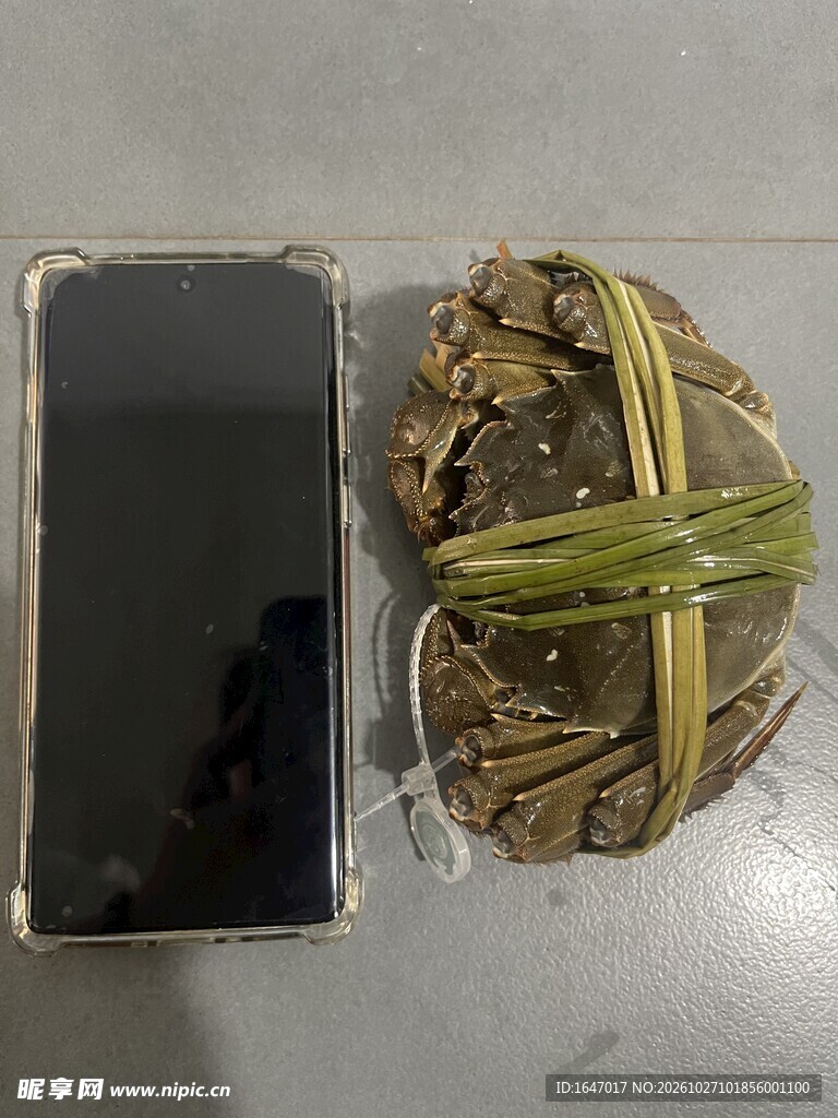 大闸蟹与手机尺寸对比