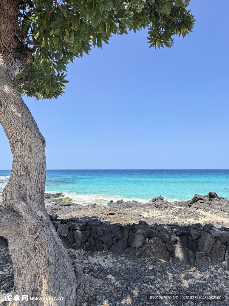 海边的树