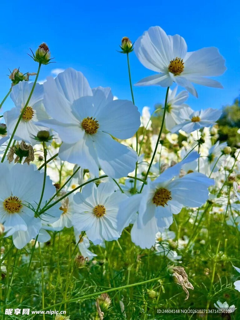 蓝天下的白色格桑花
