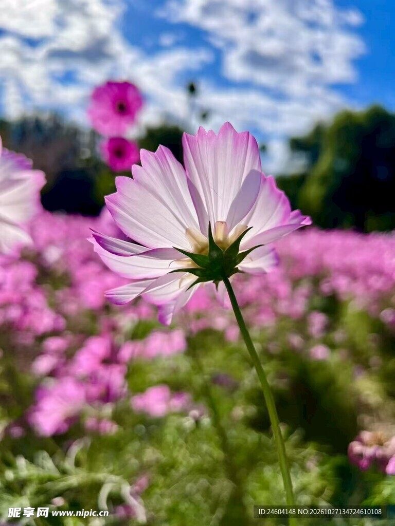 蓝天下的粉格桑花