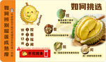 榴莲挑选科普指南