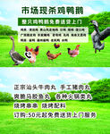 市场现杀鸡鸭