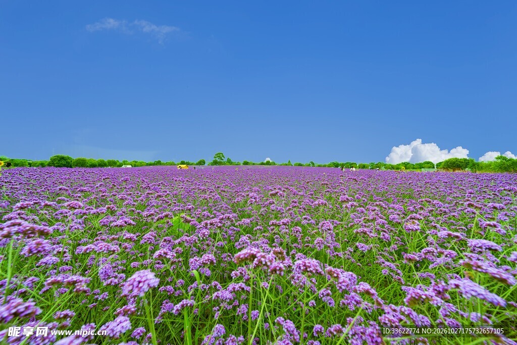蓝天下唯美紫色花田
