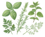 手绘香草植物合集