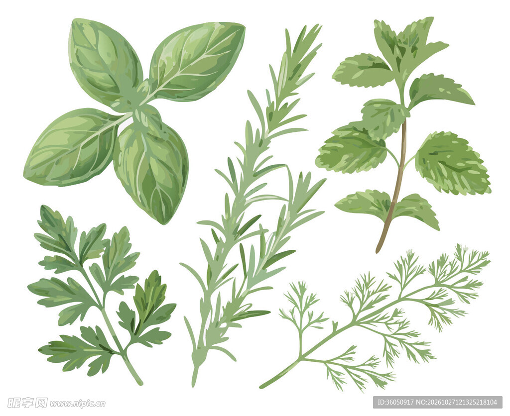 手绘香草植物合集