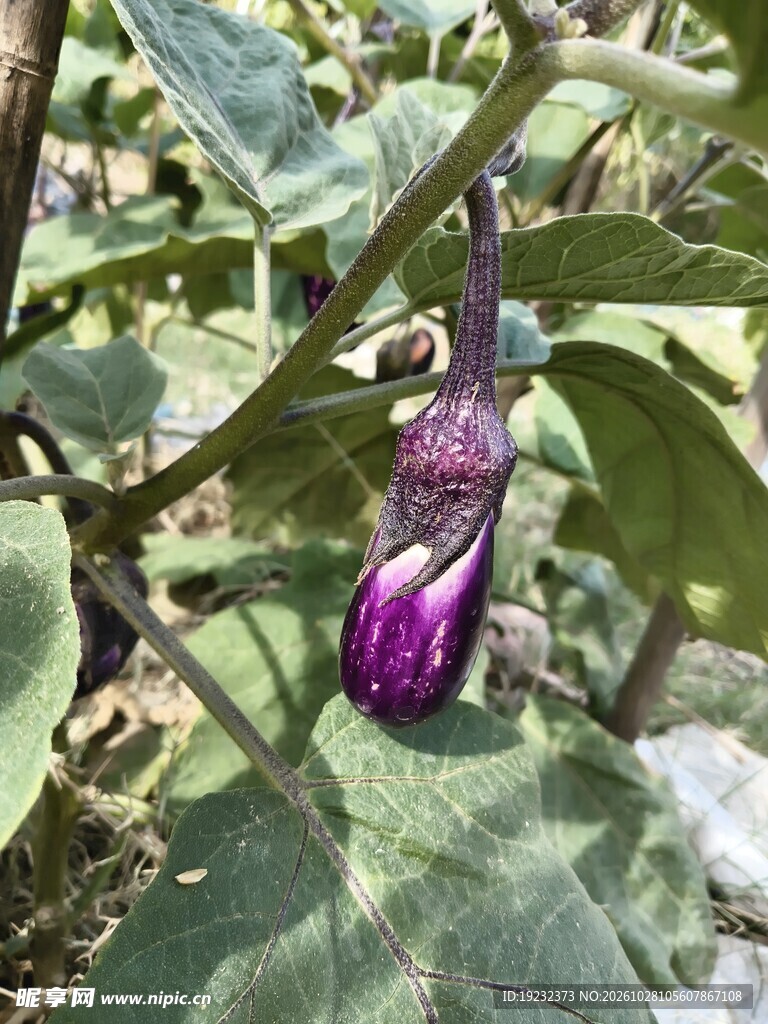挂在枝头的紫茄子