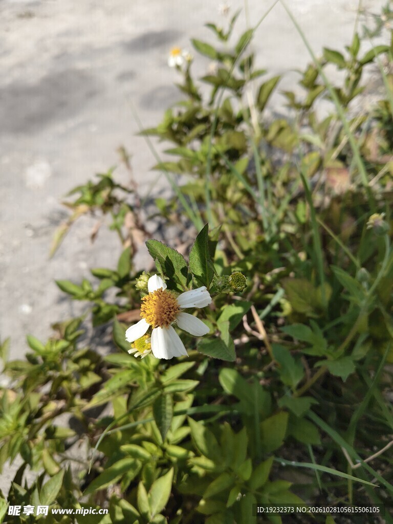 路边的鬼针草
