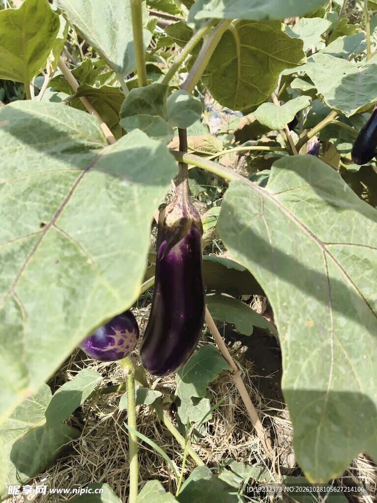 茄秧上的新鲜紫茄子