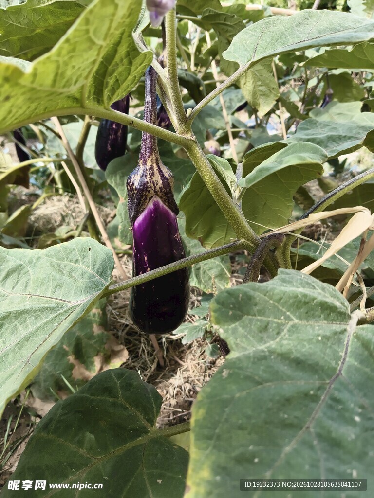 菜园里生长的紫茄子