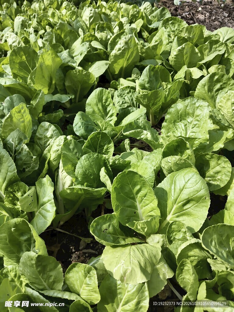 成片种植的新鲜小白菜