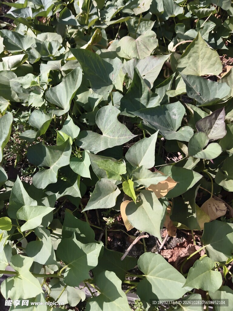 田间茂密红薯叶