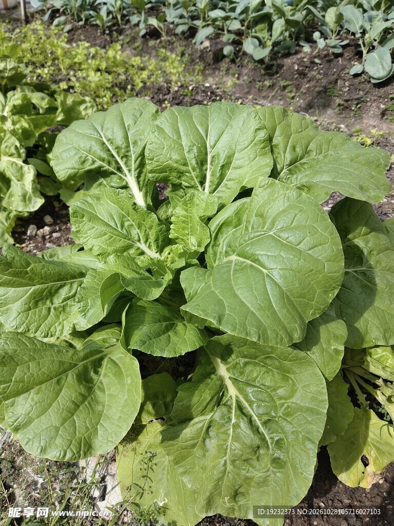 菜园里的新鲜白菜