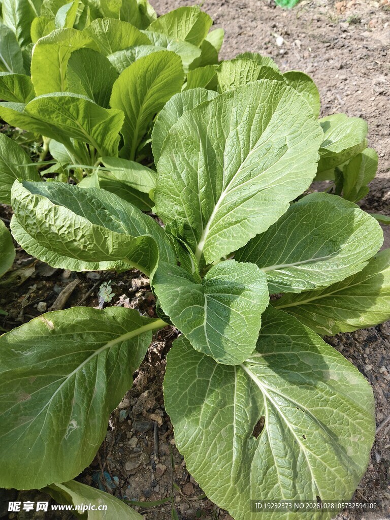 田间新鲜绿叶青菜