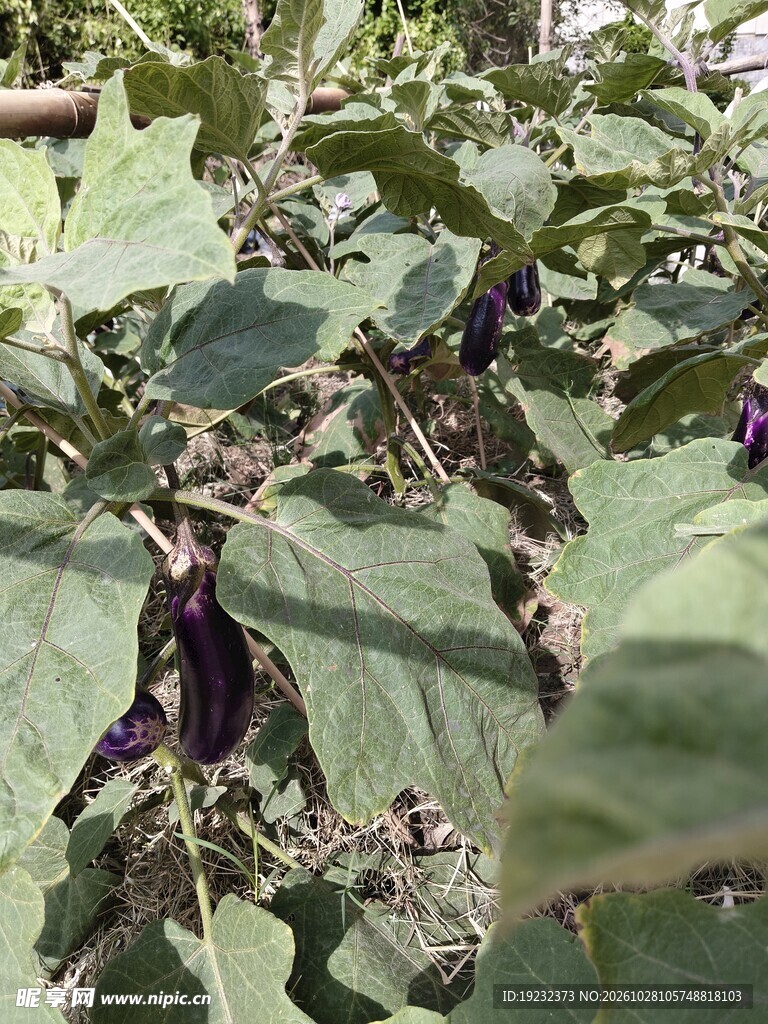 挂在枝头的紫茄子