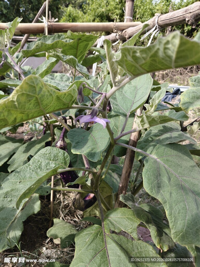 菜园茄子植株生长实拍
