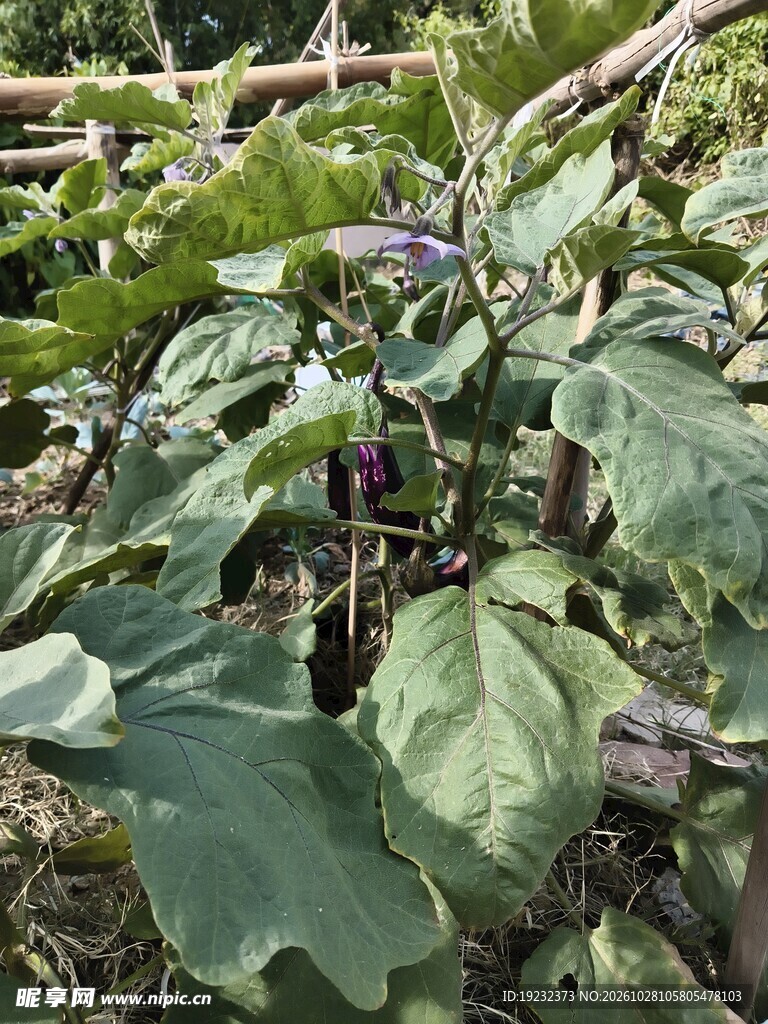 菜园茄子植株
