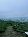 雾中山间茶园步道