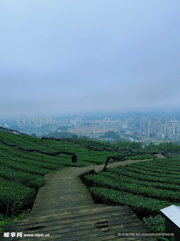 雾中山间茶园步道