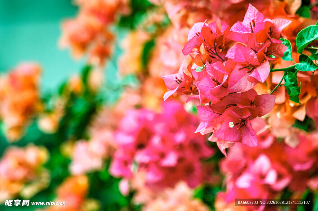 朦胧柔焦粉红花簇