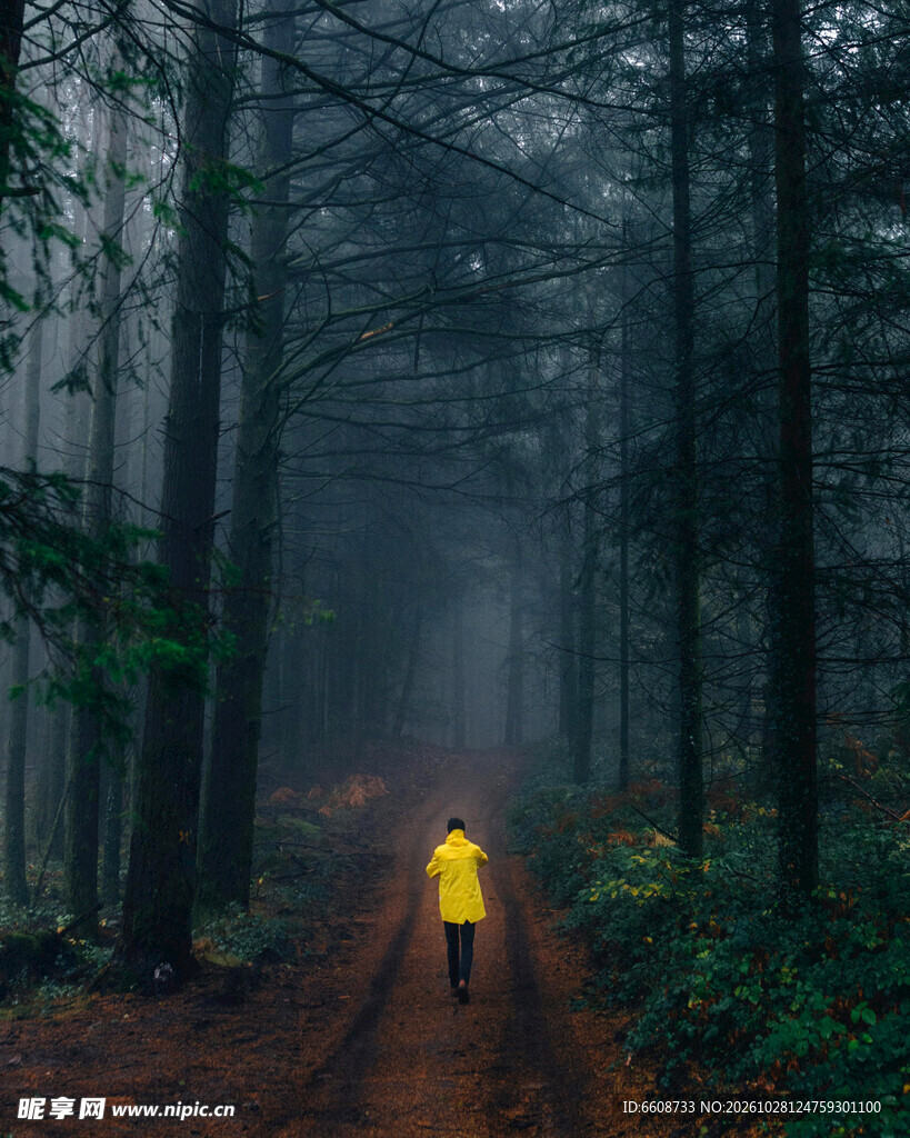雾林雨中独行的黄衣人