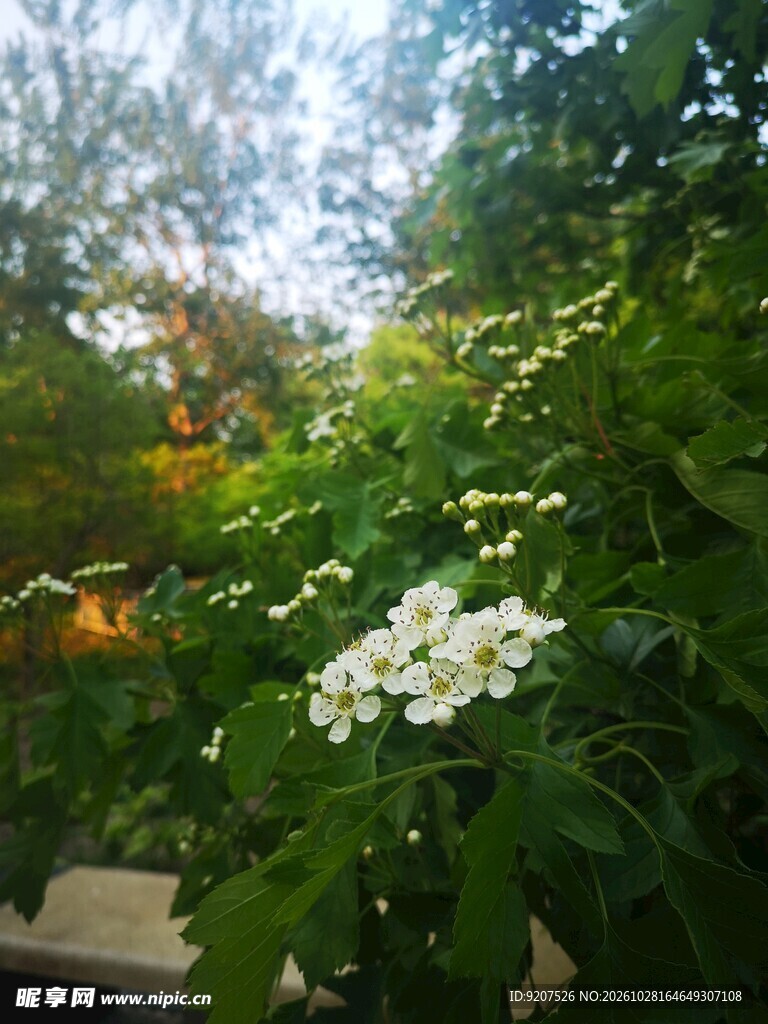 山楂花