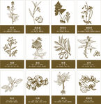 中草药矢量线稿