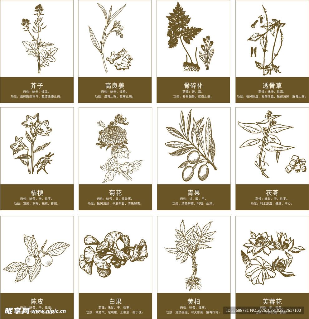 中草药矢量线稿