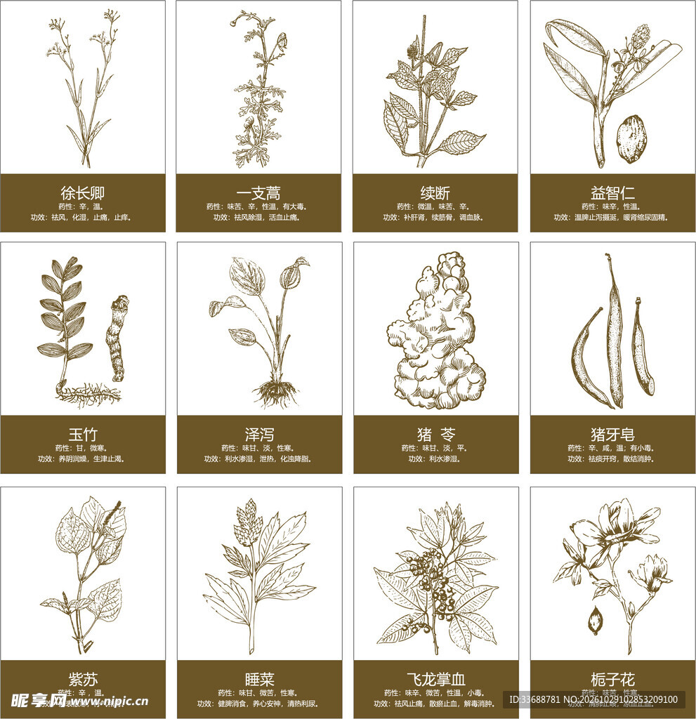 中草药矢量线稿