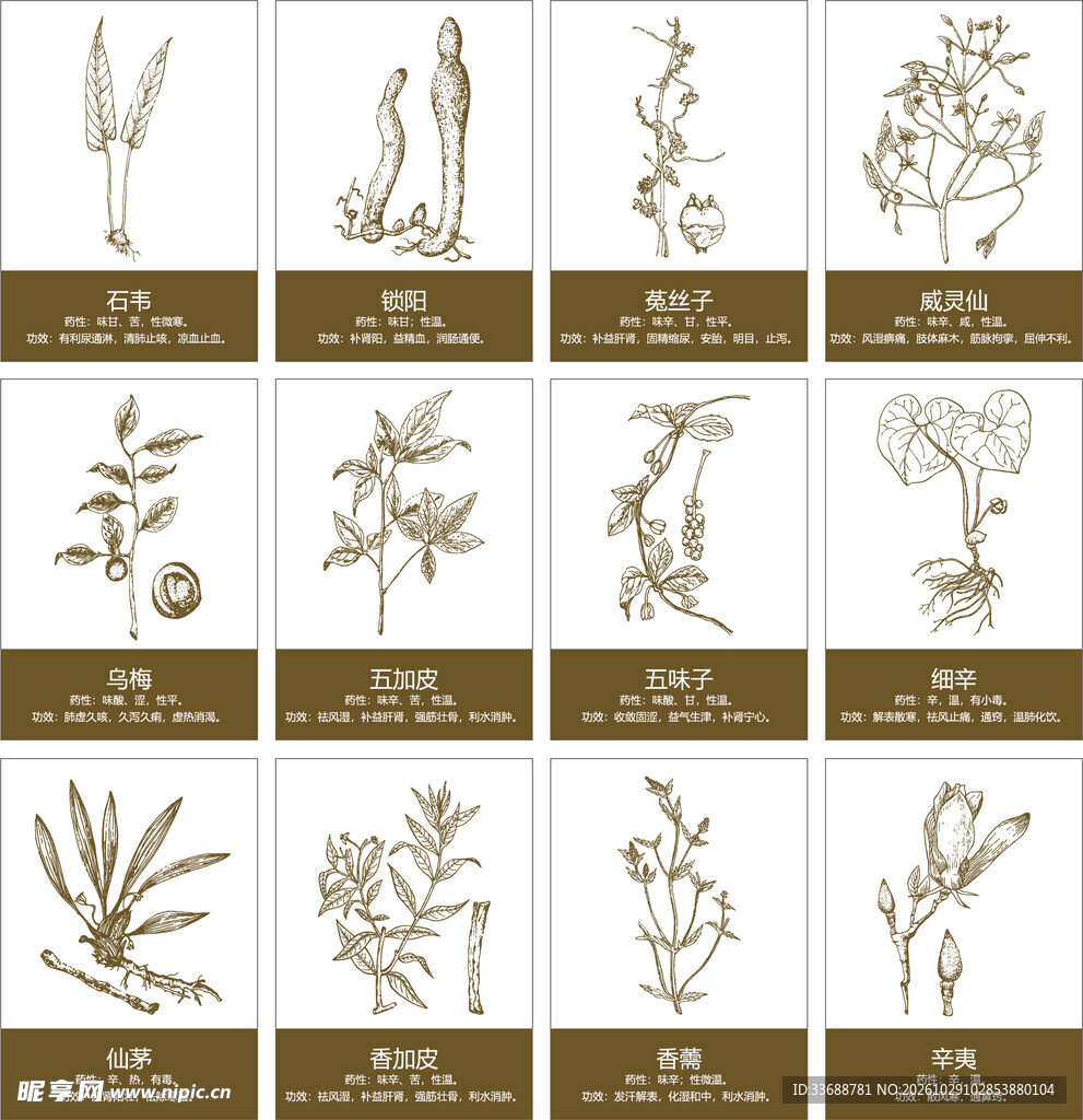 中草药矢量线稿