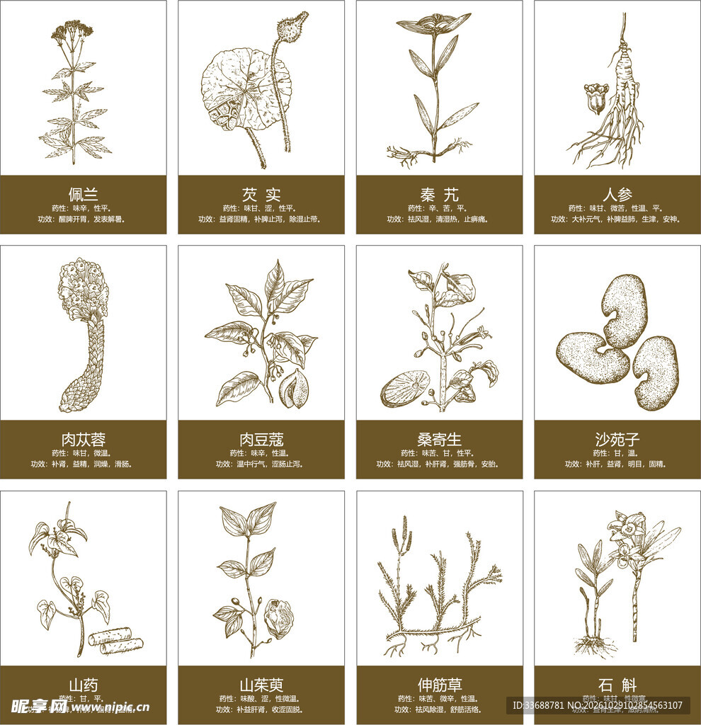 中草药矢量线稿