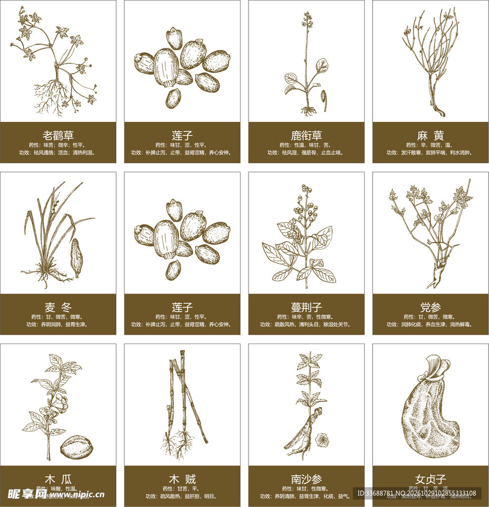 中草药矢量线稿