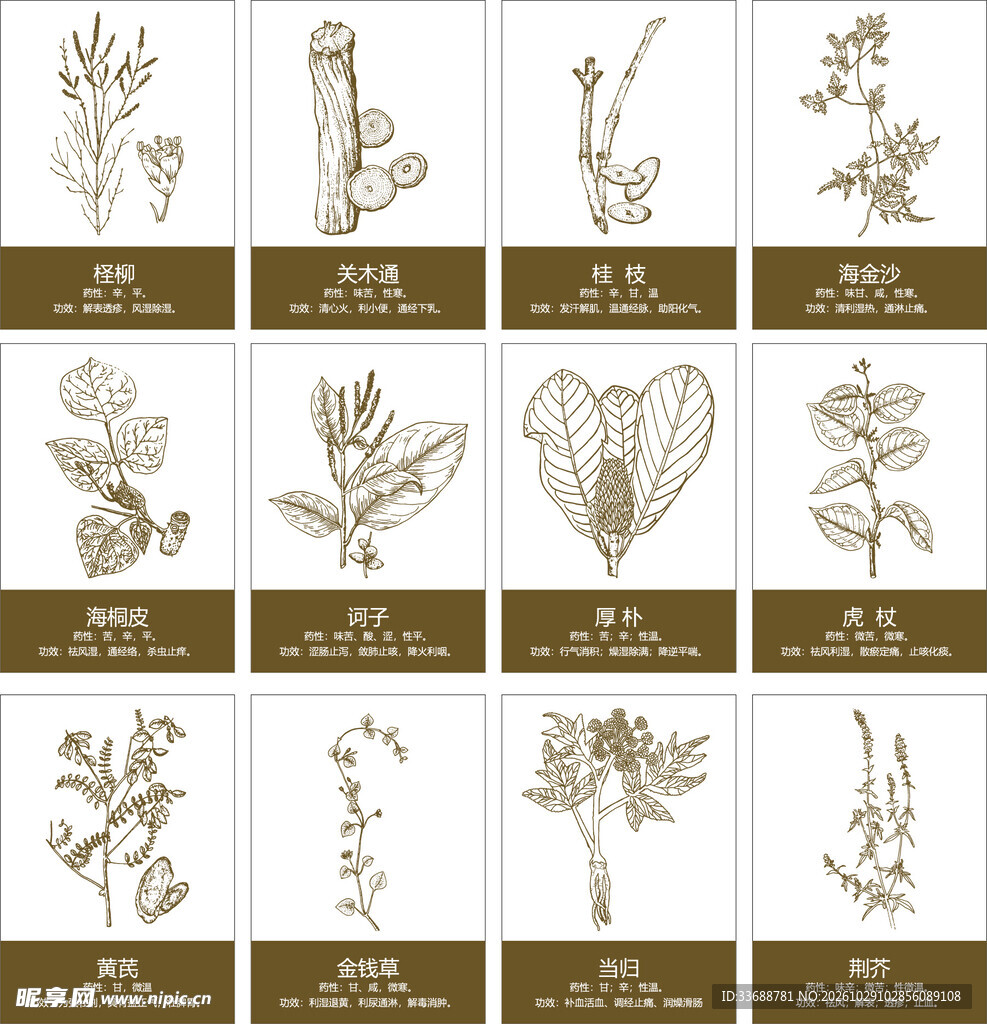 中草药矢量线稿