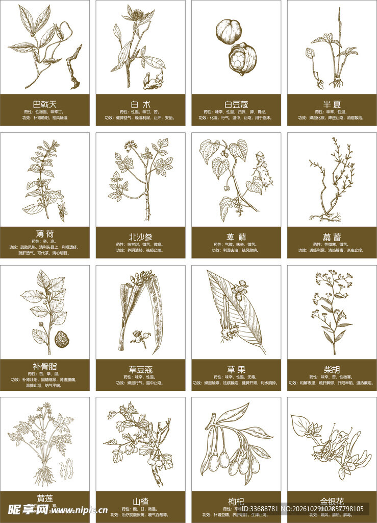 中草药矢量线稿
