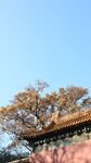 蓝天下的古建与树木