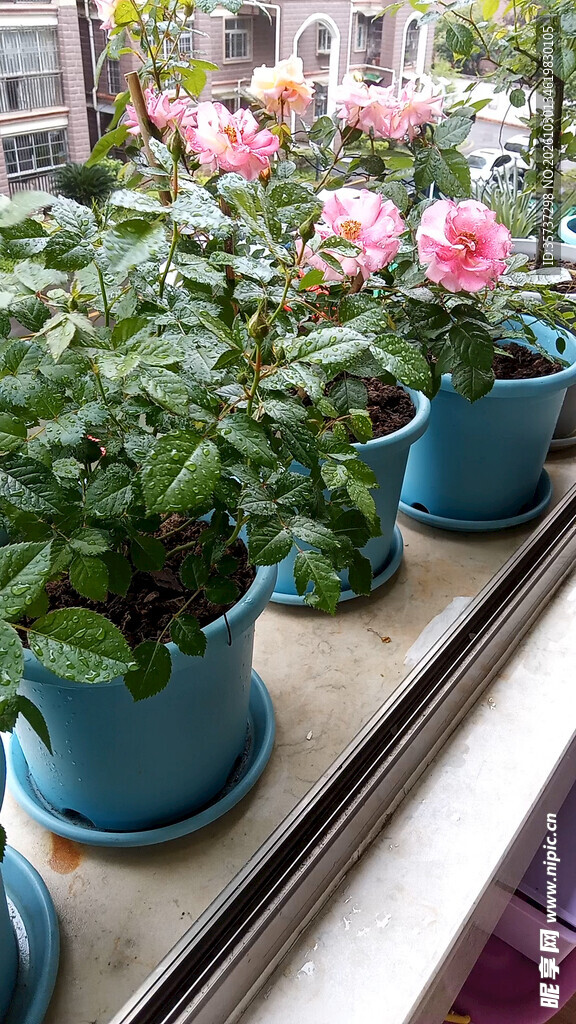 室外阳台上盆栽月季在风雨摇摆