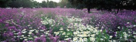菊花地