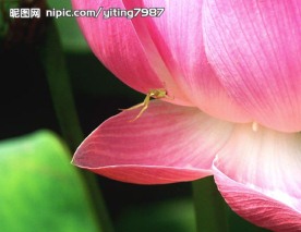 荷花和昆虫