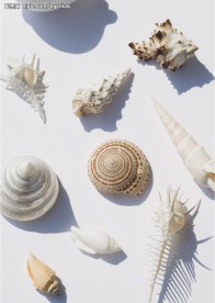 海螺贝壳
