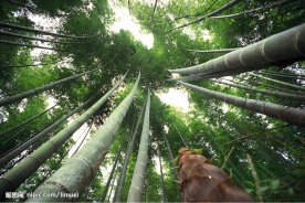 竹林深处