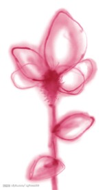 PSD花纹