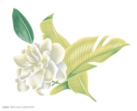 PSD花纹