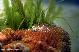透明虾子(海葵虾)